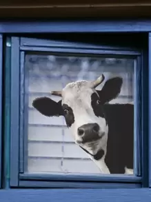 cow print door stickers