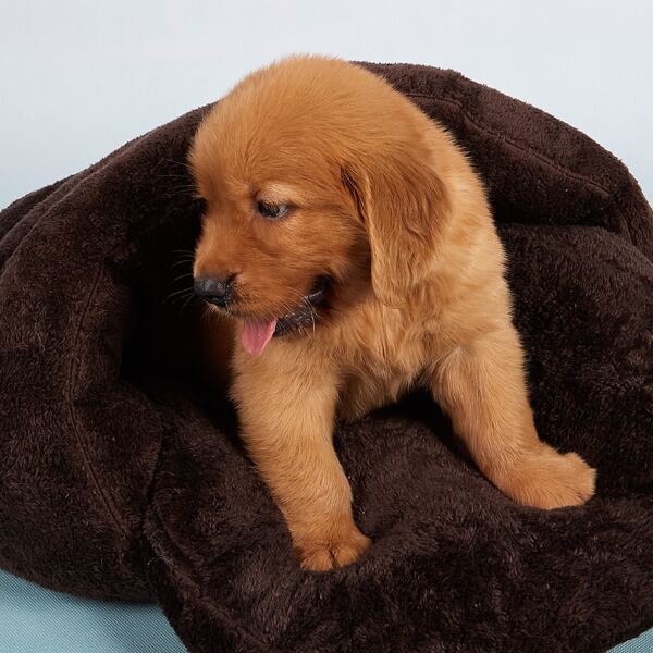 

1pc Warm Soft Dog Bed, Chocolate brown