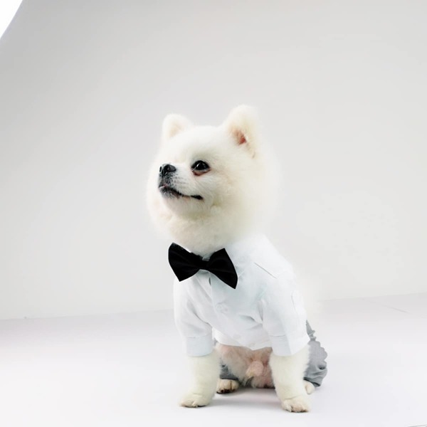 

1pc Bow Decor Dog Jumpsuit, Multicolor