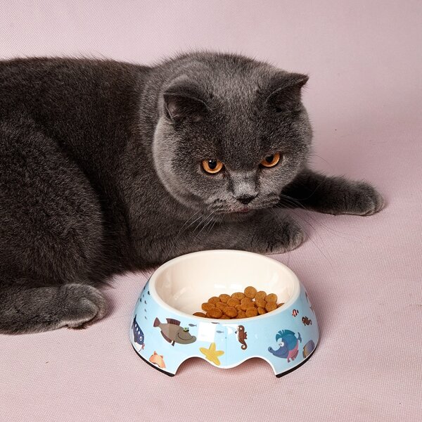 

1pc Cartoon Animal Pattern Cat Bowl, Blue