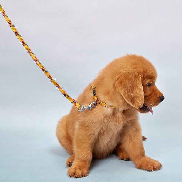 

1pc Dog Leash & 1pc Collar, Multicolor