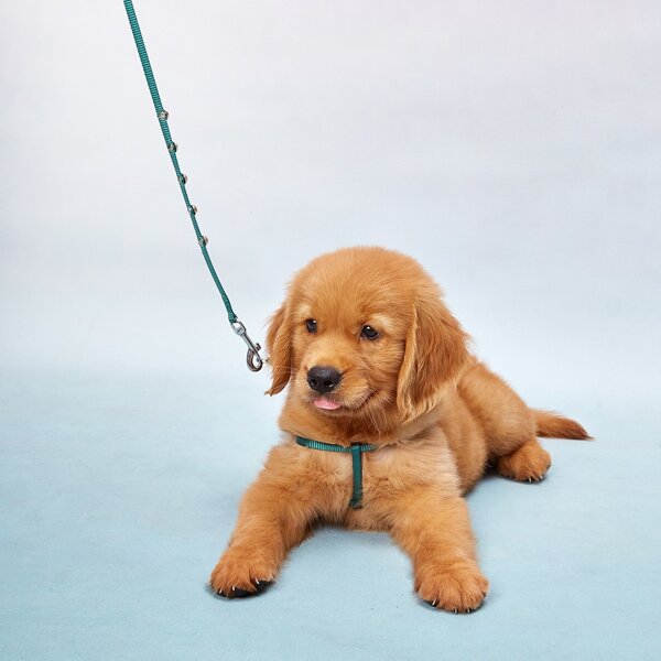 

1pc Dog Solid Harness & 1pc Leash, Green