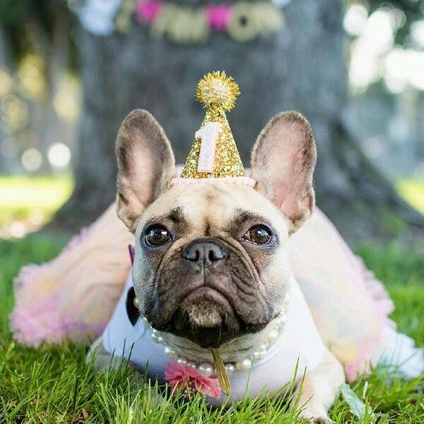 

Pom-pom Decor Glitter Dog Hat, Gold