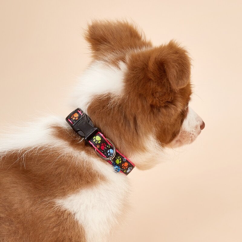 

Paw Print Dog Collar, Multicolor
