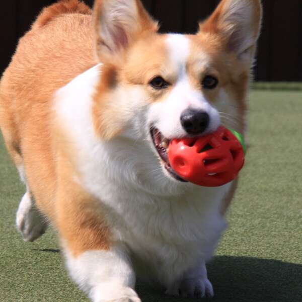 

Strawberry Design Dog Leaking Food Toy, Red