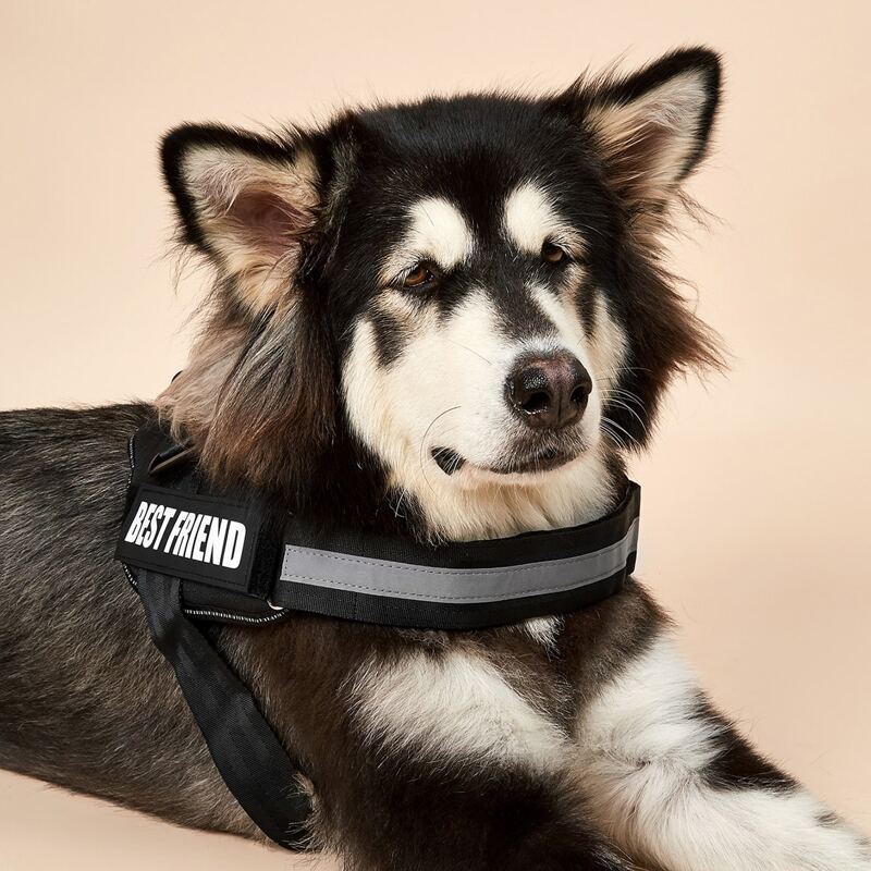 

1pc Letter Graphic Dog Harness, Black