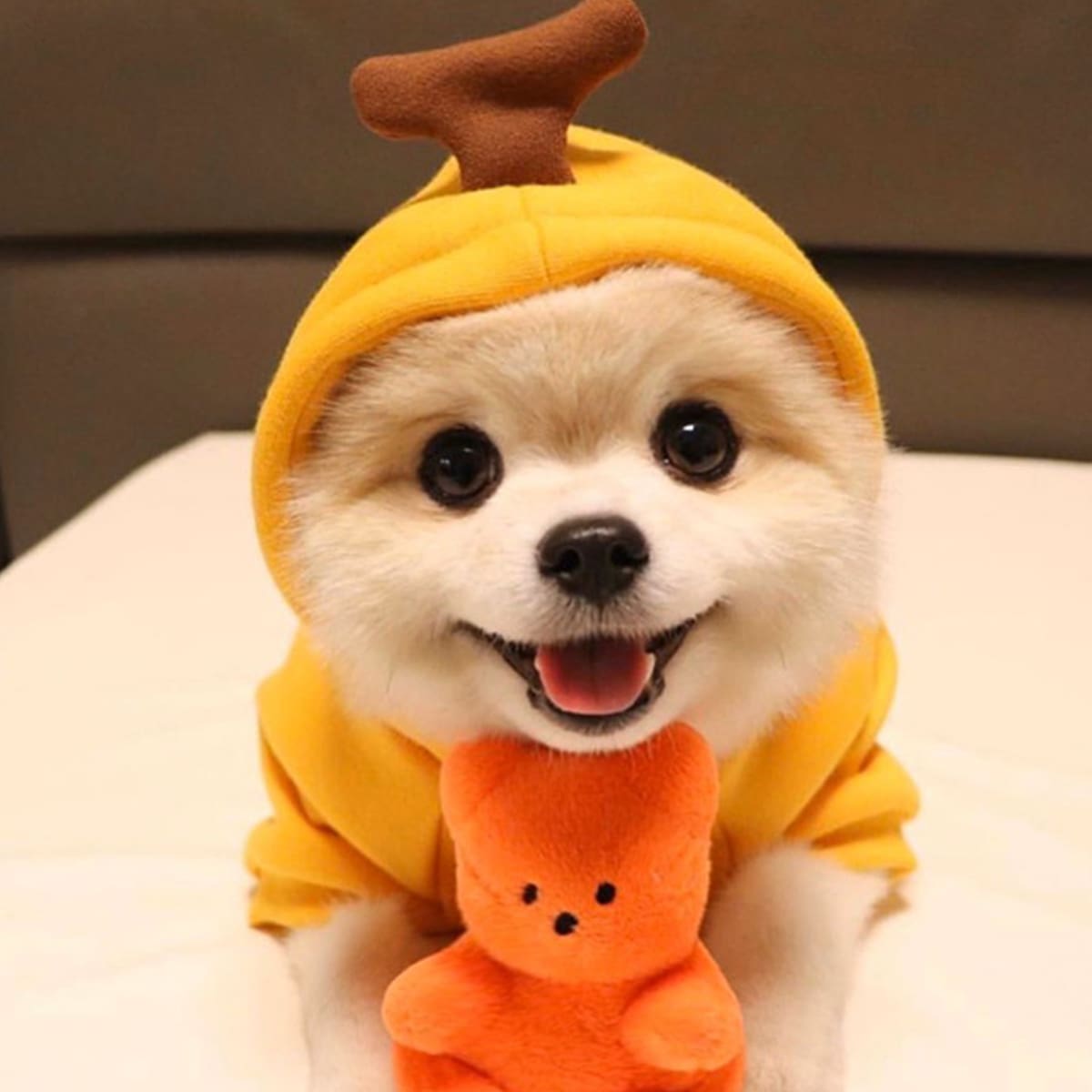 

Cute Dog Hoodie, Yellow