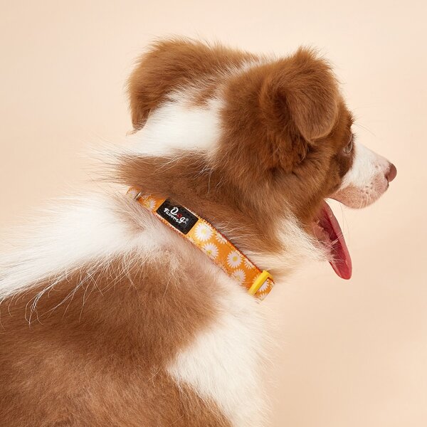 

Daisy Pattern Dog Collar, Multicolor