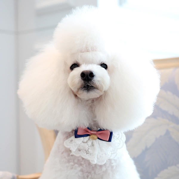 

1pc Contrast Lace Dog Bow Tie, White
