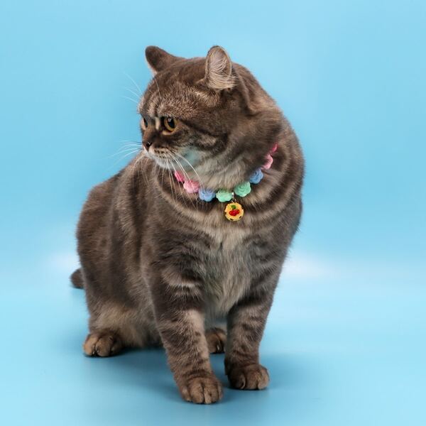 

Flower Decor Cat Necklace, Multicolor