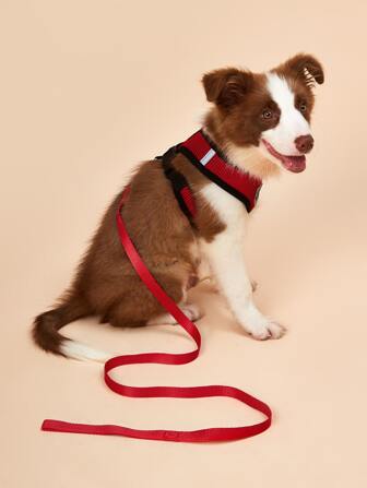 1 pieza harness para perro con 1 pieza correa para perro