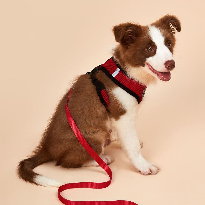 

1pc Dog Harness & 1pc Dog Leash, Red