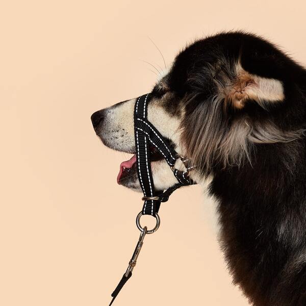 

Reflective Dog Muzzle, Black