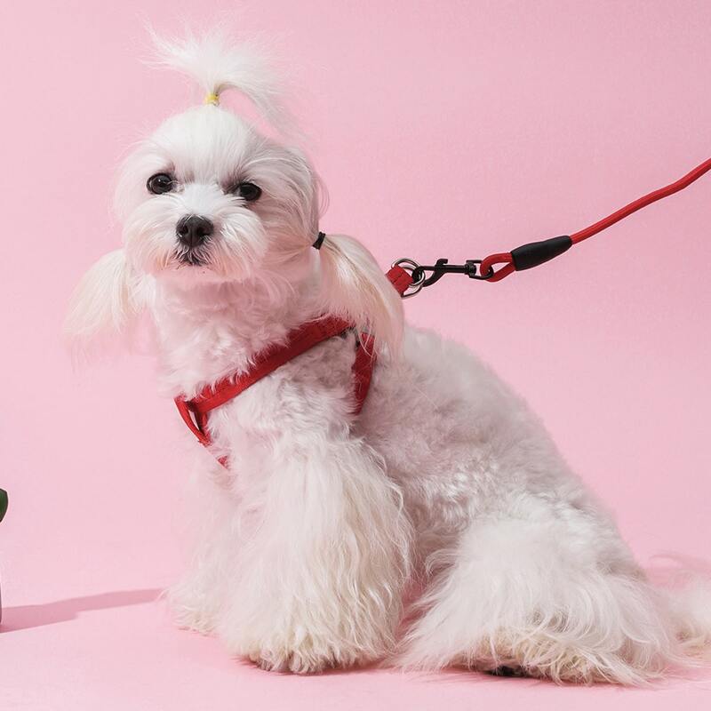 

1pc Simple Dog Harness & 1pc Dog Leash, Red