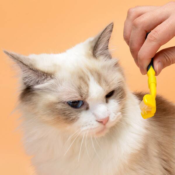 

1pc Three-head Cat Toothbrush, Multicolor