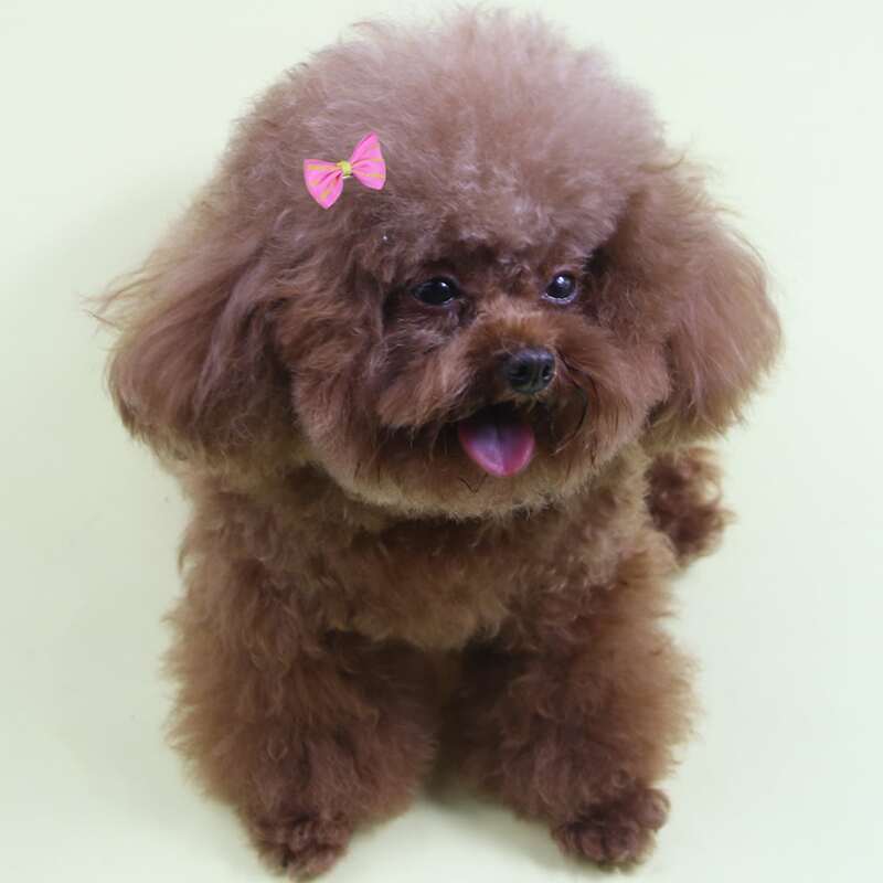 

2pcs Bow Decor Dog Hair Clip, Hot pink