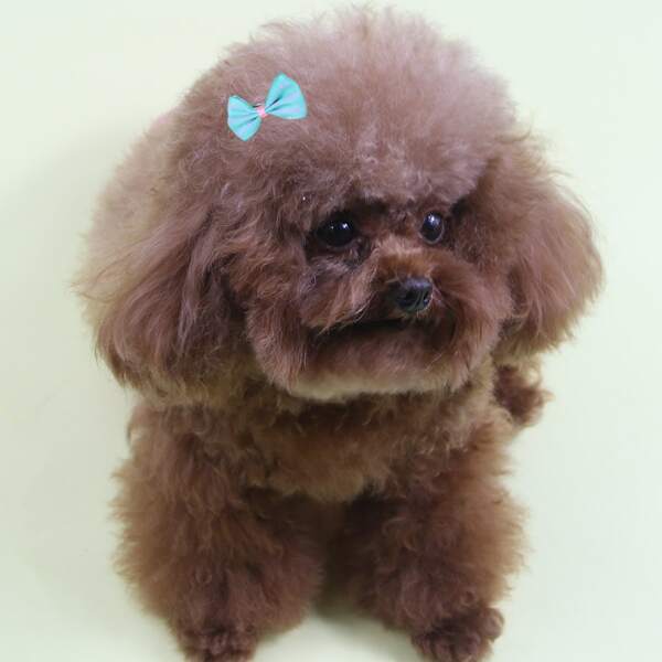 

2pcs Bow Decor Dog Hair Clip, Blue
