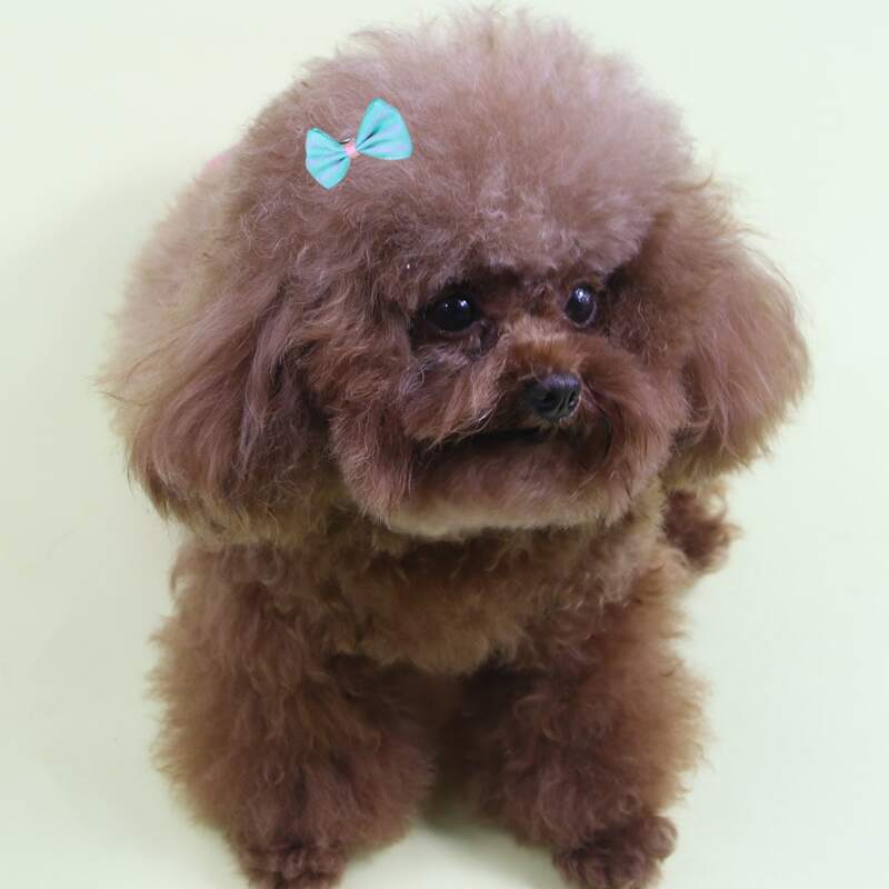 

2pcs Bow Decor Dog Hair Clip, Blue