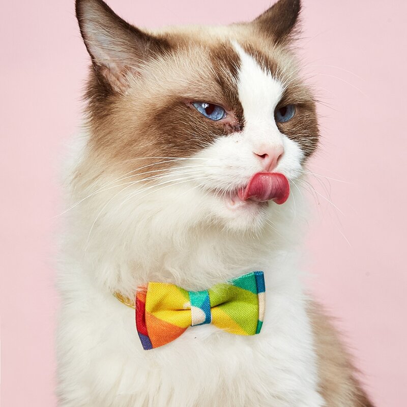 

Colorful Bow Decor Cat Collar, Multicolor