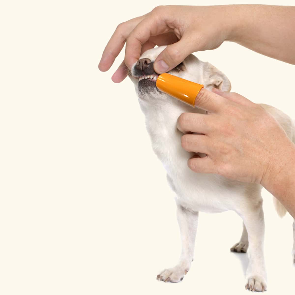 

7pcs Dog Dental Care Set, Yellow