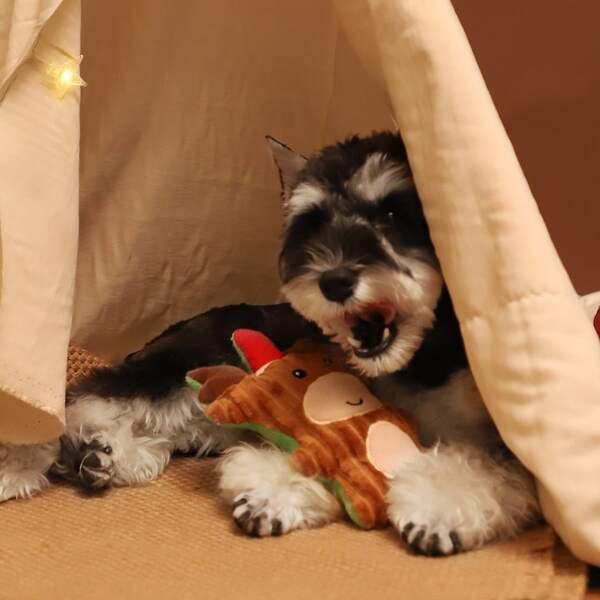 

Christmas Cartoon Shaped Dog Toy, Brown