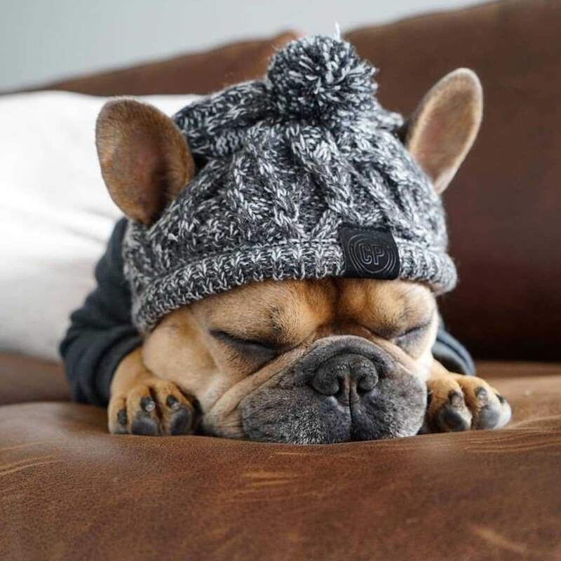 

Colorblock Knit Dog Hat, Grey