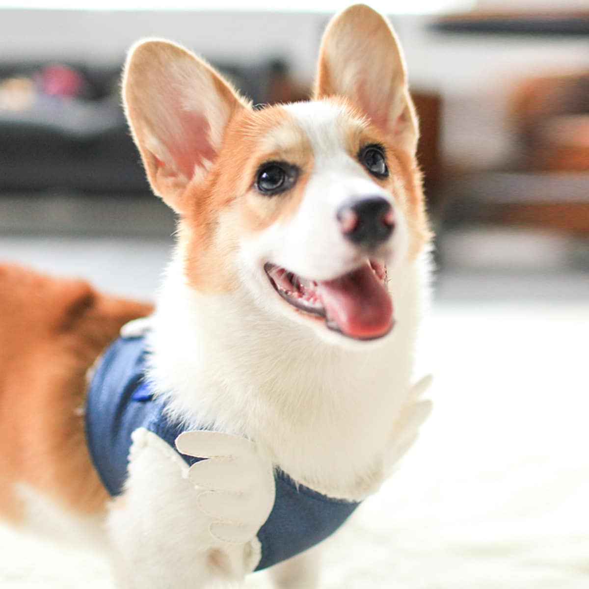 

1pc Dog Collar & 1pc Dog Harness & 1pc Dog Leash, Blue