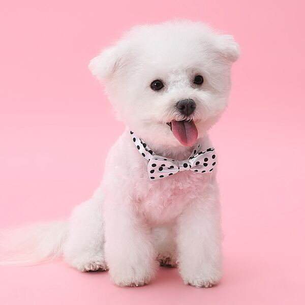 

Polka Dot Dog Bow Tie, Black and white