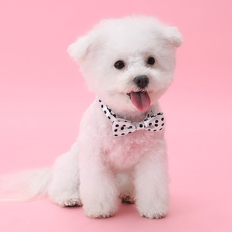 

Polka Dot Dog Bow Tie, Black and white
