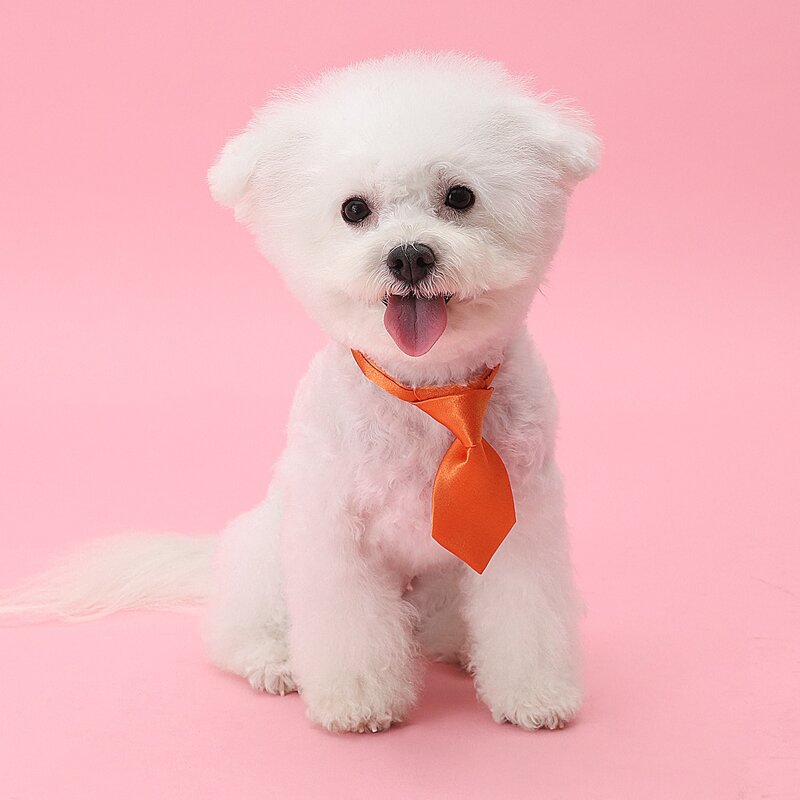 

Plain Dog Tie, Orange