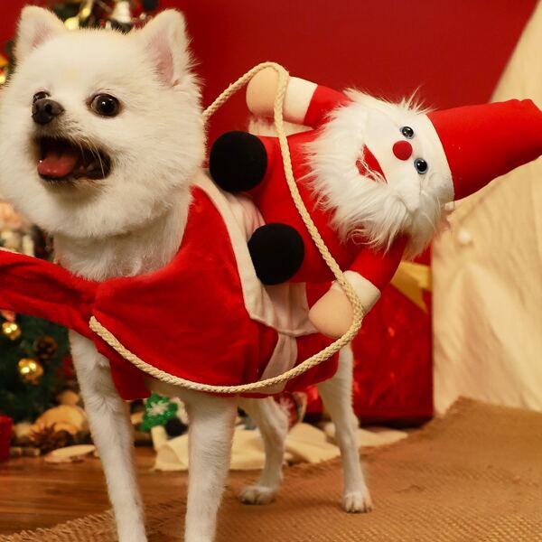 

Christmas Santa Dog Costume, Red
