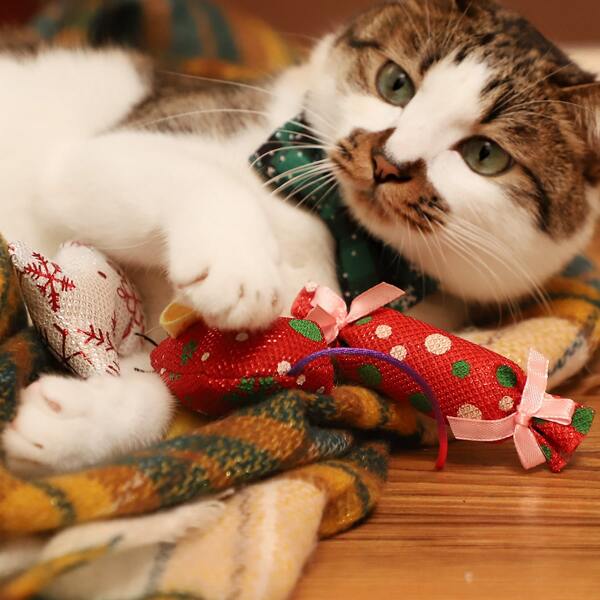 

Christmas Fish Shaped Cat Toy, Multicolor