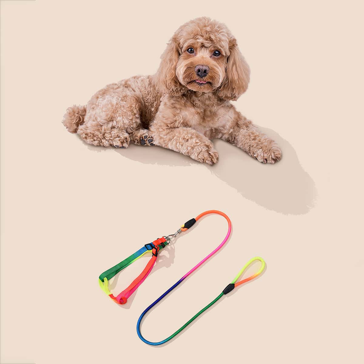 

1pc Random Color Dog Harness & 1pc Dog Leash, Multicolor