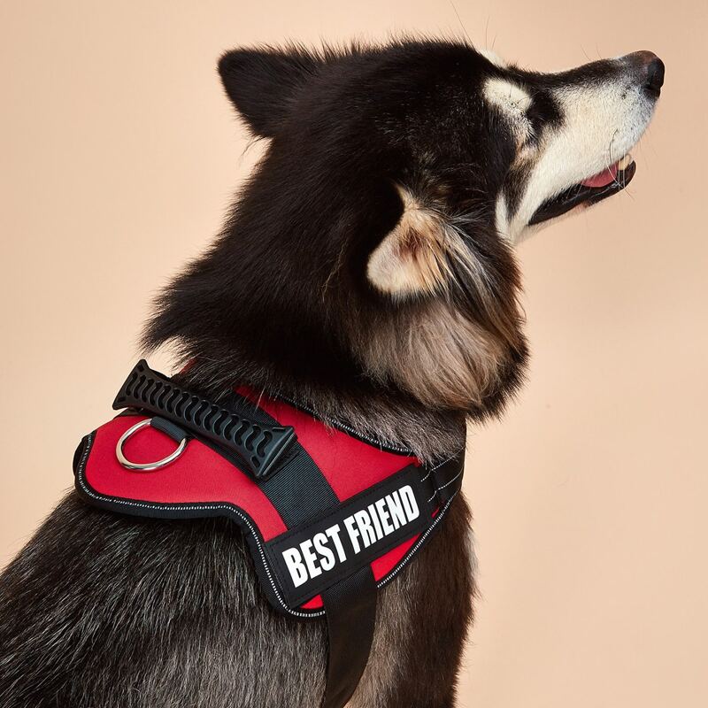 

Letter Graphic No Pull Dog Harness, Red