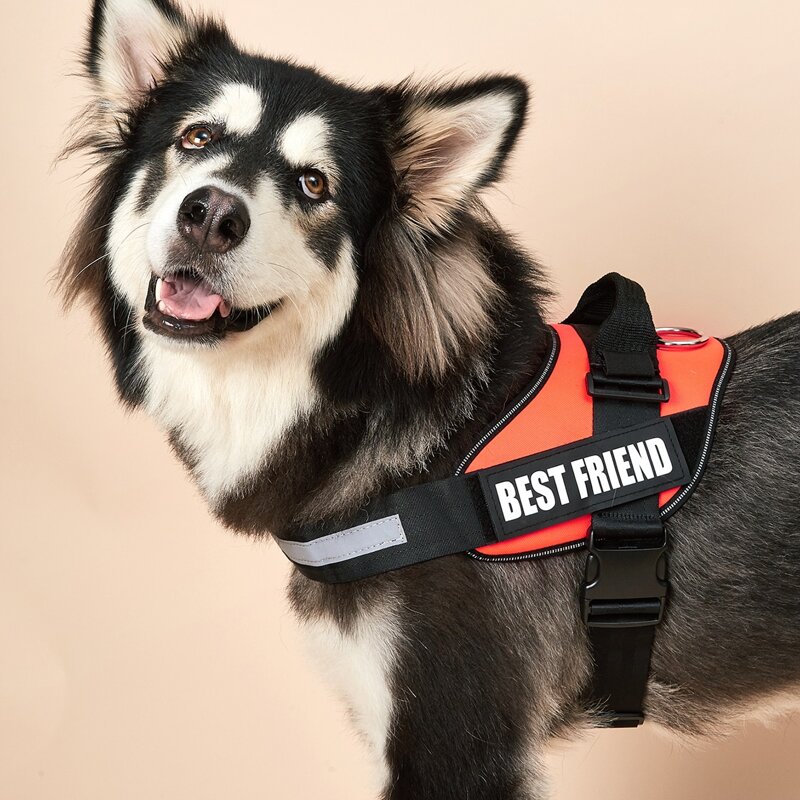 

Letter Graphic No Pull Dog Harness, Orange