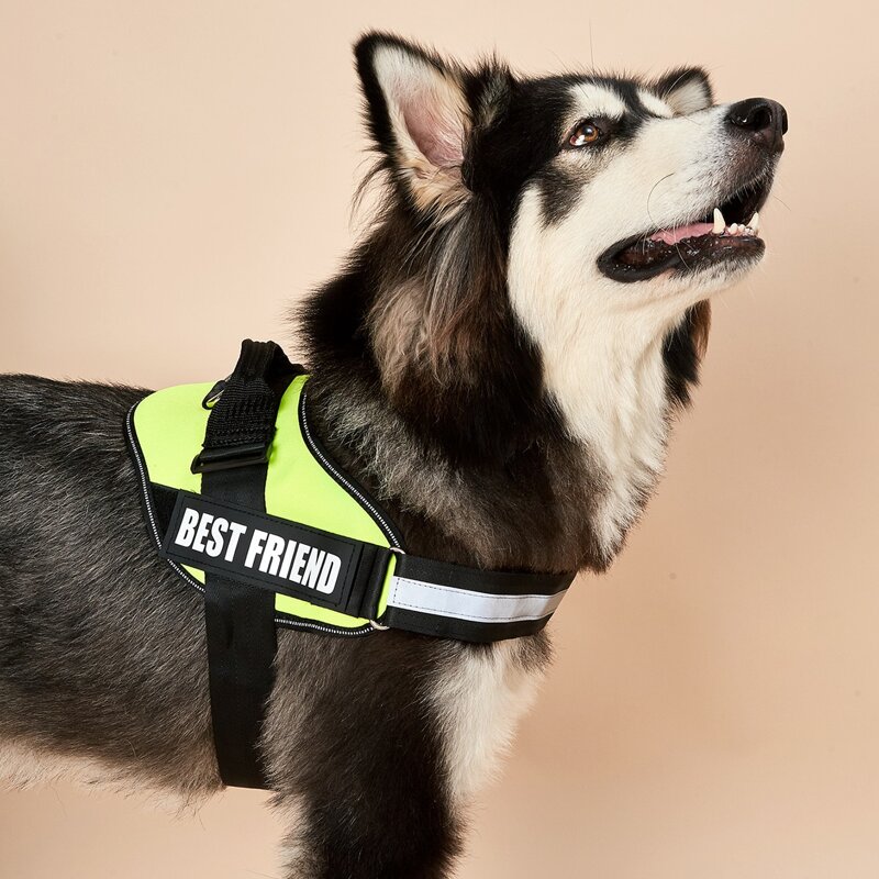 

Letter Graphic No Pull Dog Harness, Green
