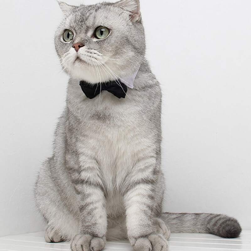 

1pc Simple Cat Bow Tie, Black