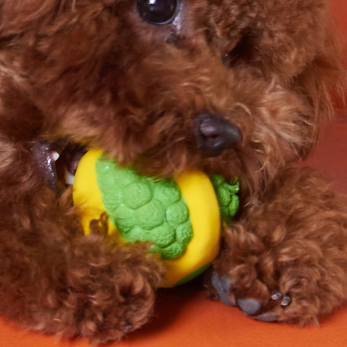 

Colorblock Dog Sound Toy Ball, Green