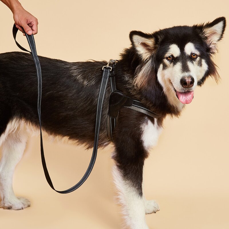 

1pc Simple Dog Harness & 1pc Dog Leash, Grey