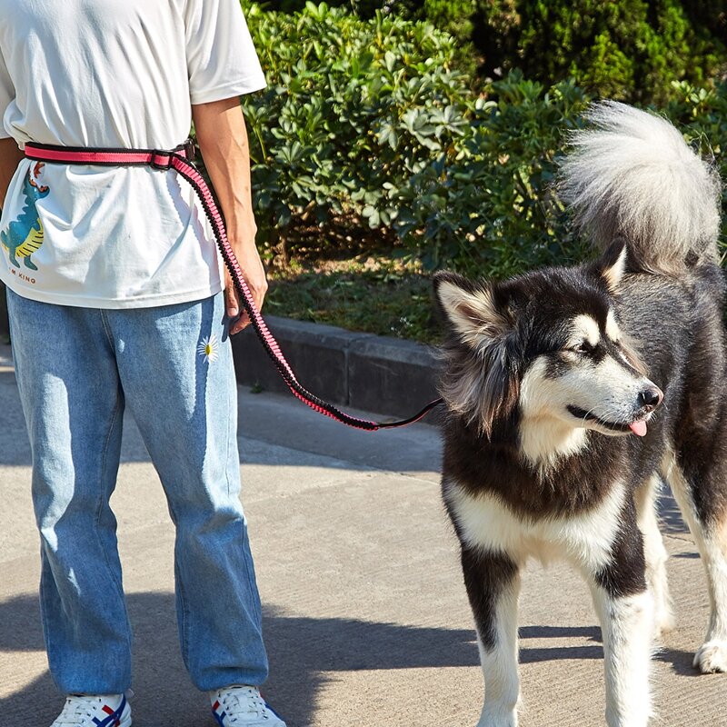 

1pc Dog Outdoor Leash With Adult Belt, Multicolor