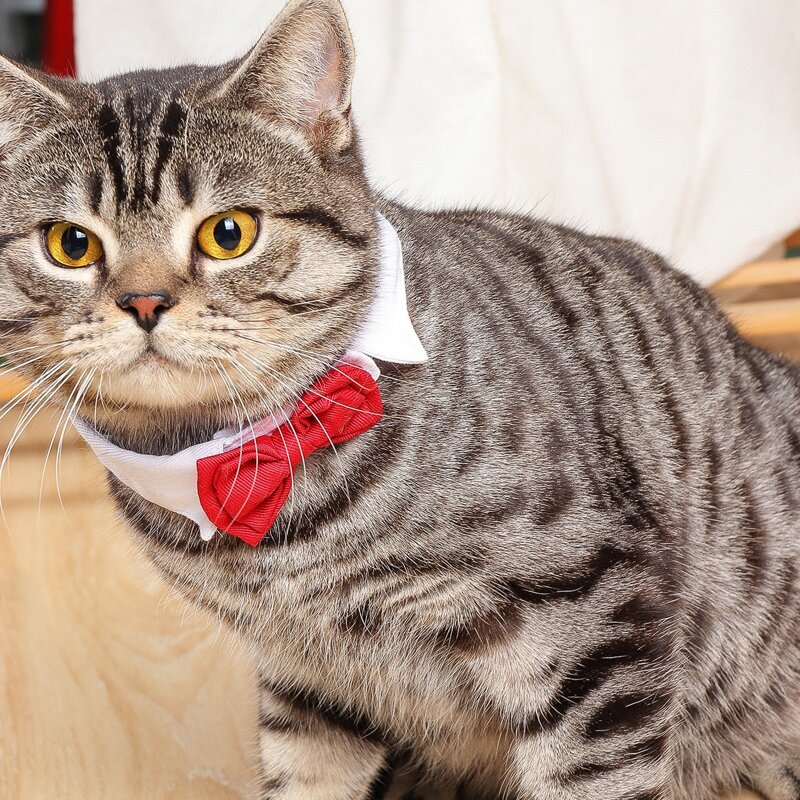 

1pc Simple Cat Bow Tie, Red