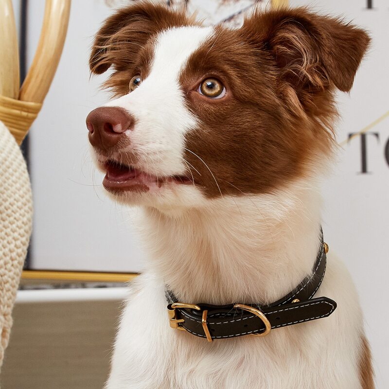 

Studded Dog Collar, Black