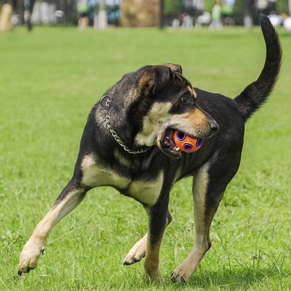 

Colorblock Dog Sound Toy, Orange