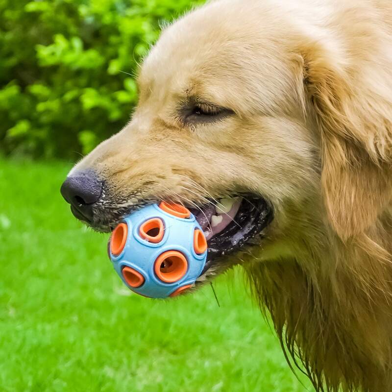 

Colorblock Dog Sound Toy, Blue