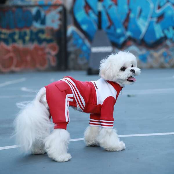 

Colorblock Zipper Dog Coat Without Pants, Red