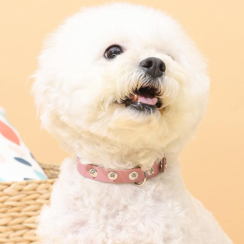 

Studded Dog Collar, Pink
