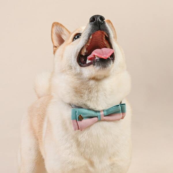 

Heart Decor Two Tone Dog Bow Tie, Pink
