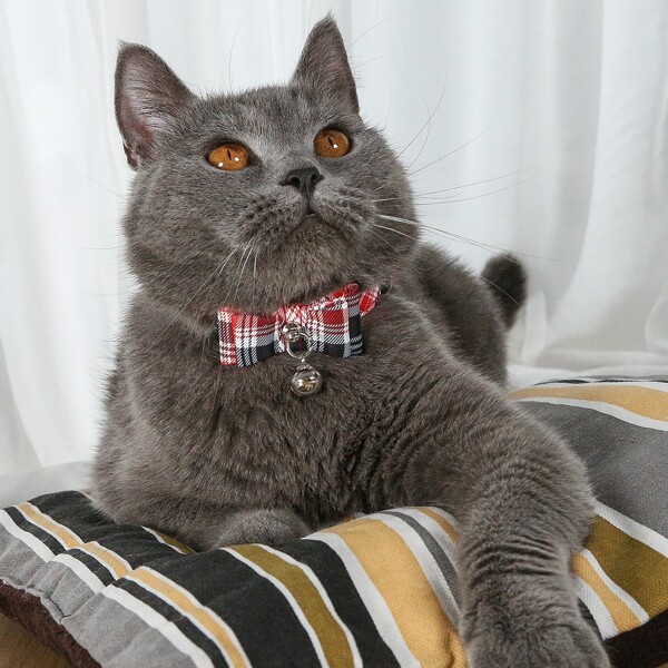 

Plaid Bow Decor Cat Collar, Red