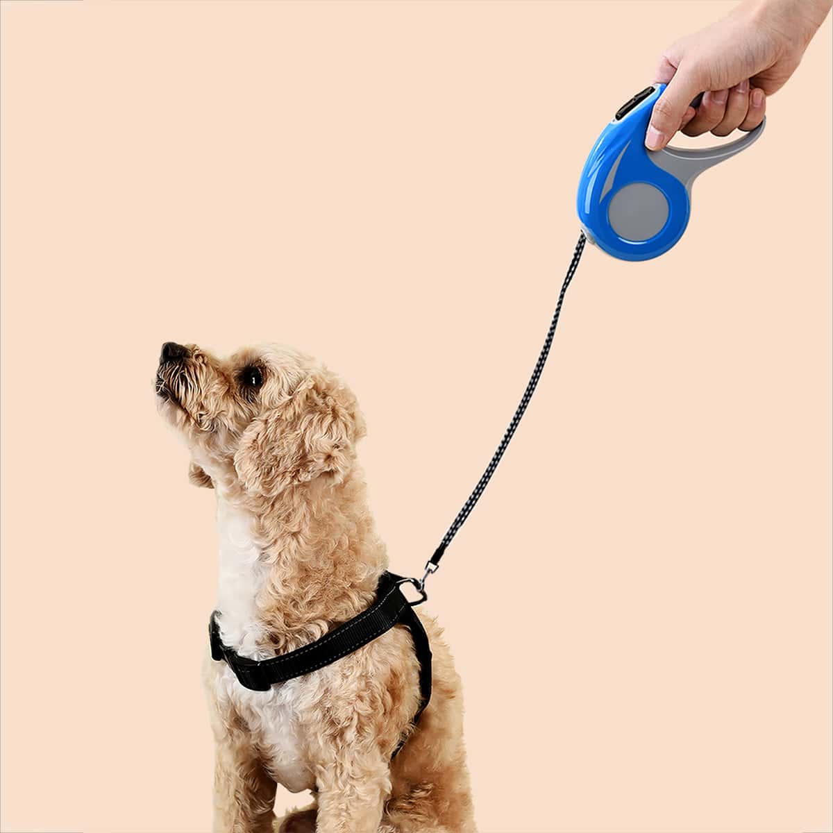 

Colorblock Retractable Dog Leash, Multicolor