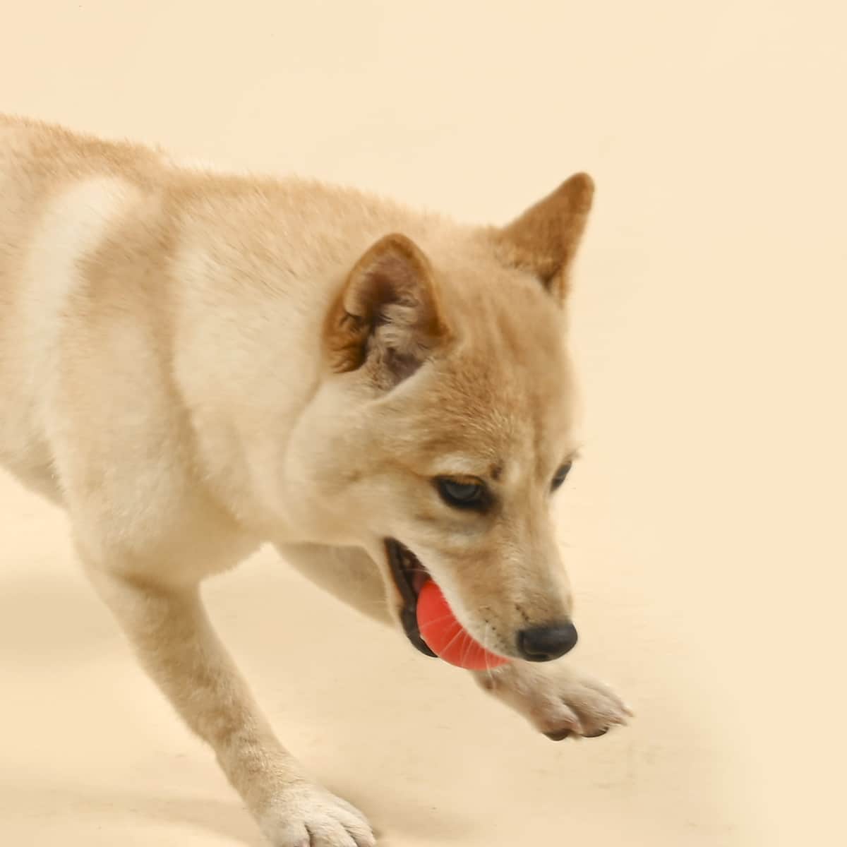 

Ball Shaped Dog Toy, Red